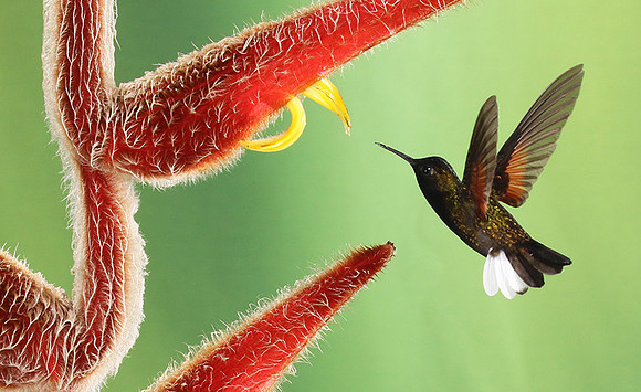 Black-bellied hummingbird
