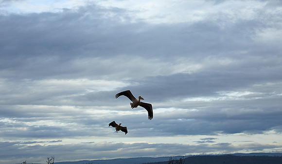 Lake Nakuru