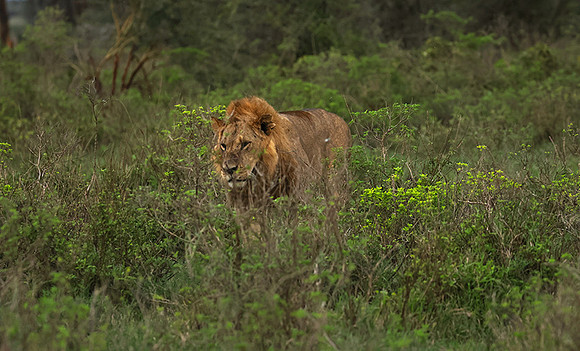 Nakuru