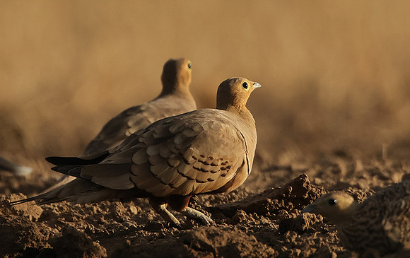 Chestnut-bellied sandgrouse - Shompole