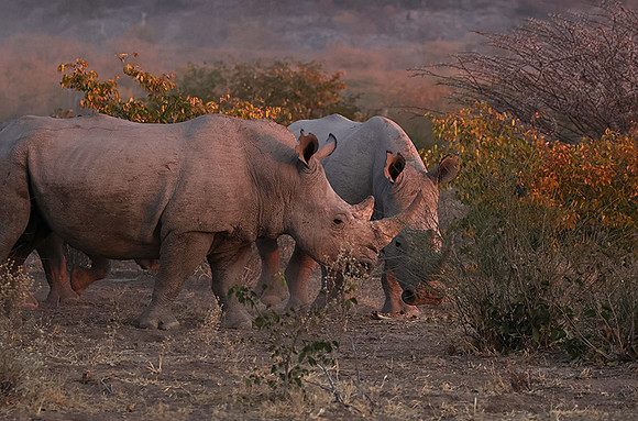 White rhinos  -  Ongava Private Reserve