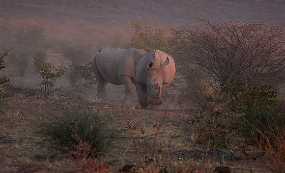 White rhinos  -  Ongava Private Reserve