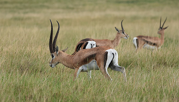 Borana
