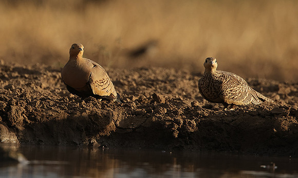 Chestnut-bellied sandgrouse - Shompole