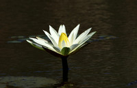 Lotus flowers - Botswana