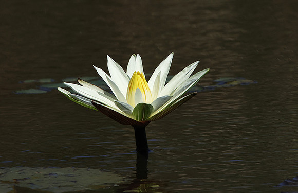 Lotus flowers - Botswana