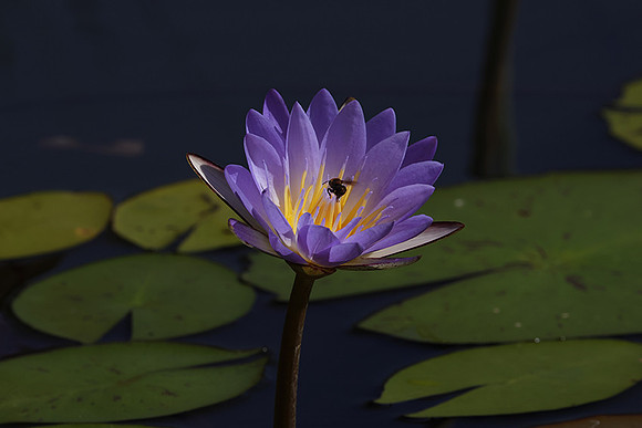Lotus flowers - Botswana