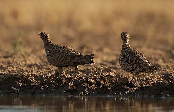 Black-faced sangrouses - Shompole