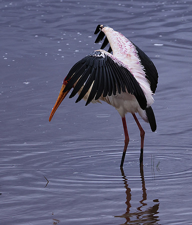 Yellow-billes storks - Lake Nakuru