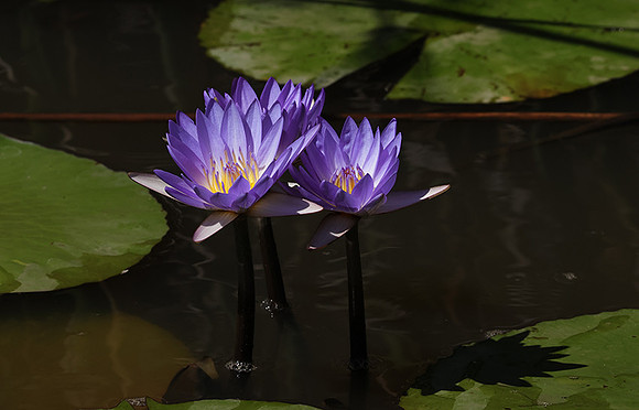 Lotus flowers - Botswana