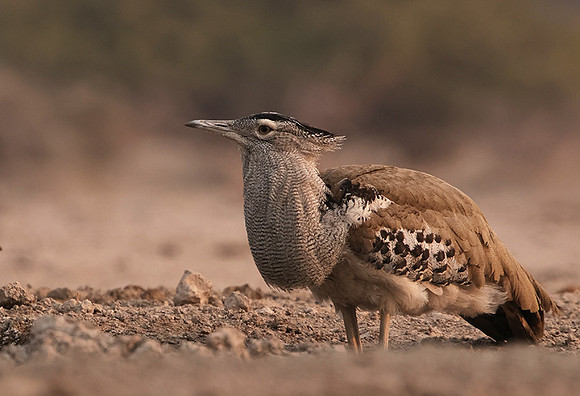 Kori bustard - Onguma Private Reserve
