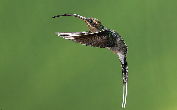 Green hermit