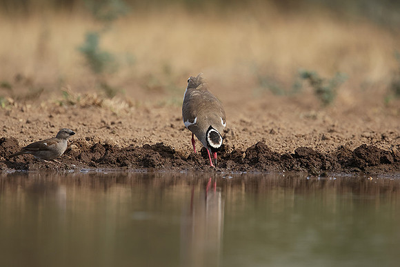 Crowned lapwing - Shompole
