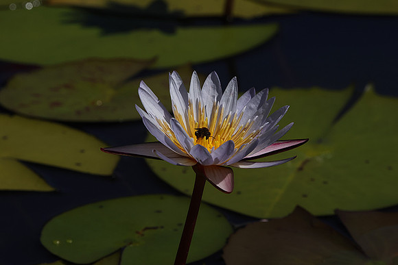Lotus flowers - Botswana