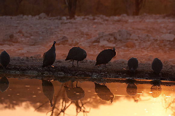 Helmeted guineafowl - Ongava Private Reserve
