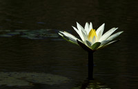 Lotus flowers - Botswana