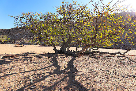 Damaraland