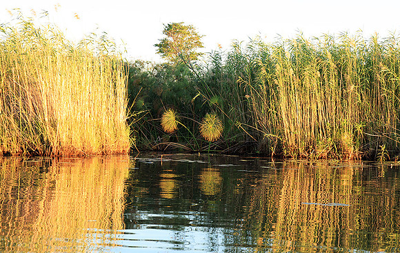 Delta of Okavango