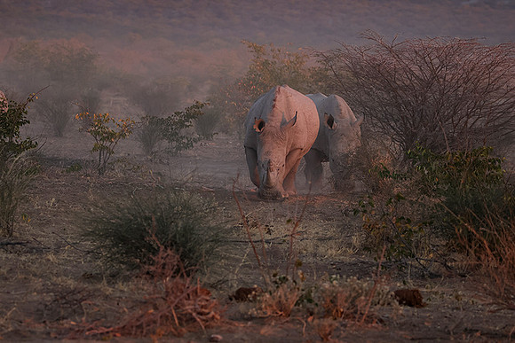 White rhinos  -  Ongava Private Reserve