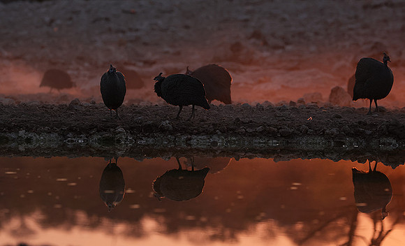 Helmeted guineafowl - Ongava Private Reserve