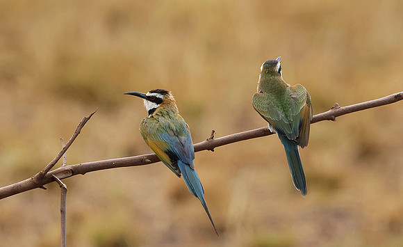 White-throated bee-eater - Shompole