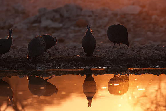 Helmeted guineafowl - Ongava Private Reserve