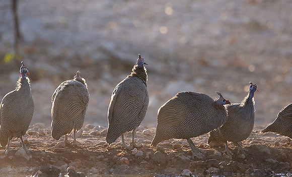 Helmeted guineafowl - Ongava Private Reserve