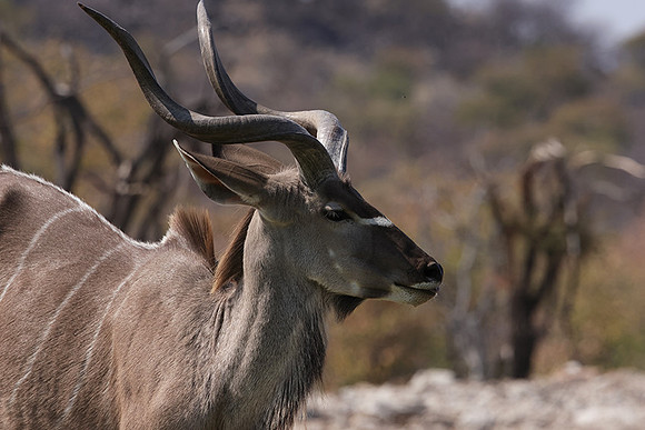 Onguma Private Reserve