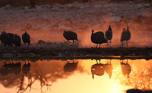 Helmeted guineafowl - Ongava Private Reserve