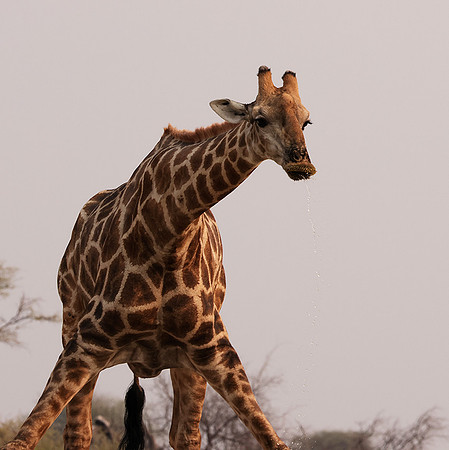 Onguma Private Reserve
