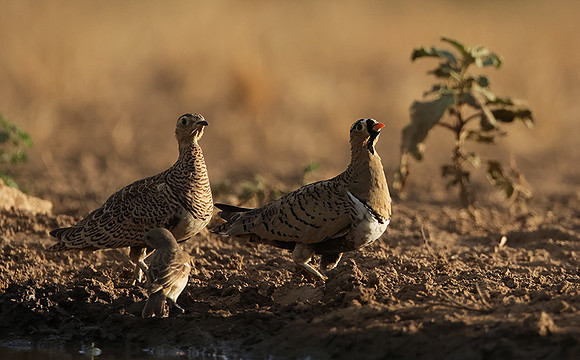 Black-faced sangrouses - Shompole