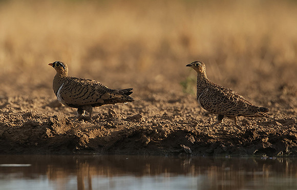 Black-faced sangrouses - Shompole