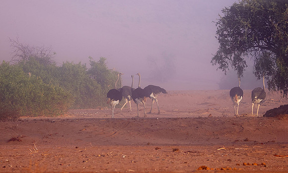 Damaraland