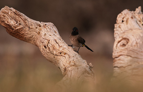 African red-eyed bulbul - Onguma Private Reserve