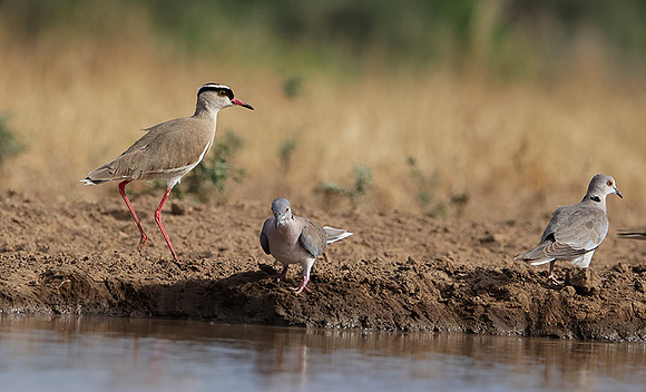 Crowned lapwing - Shompole
