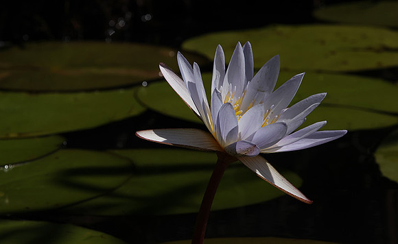 Lotus flowers - Botswana