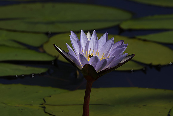 Lotus flowers - Botswana