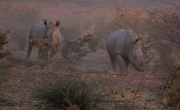White rhinos  -  Ongava Private Reserve