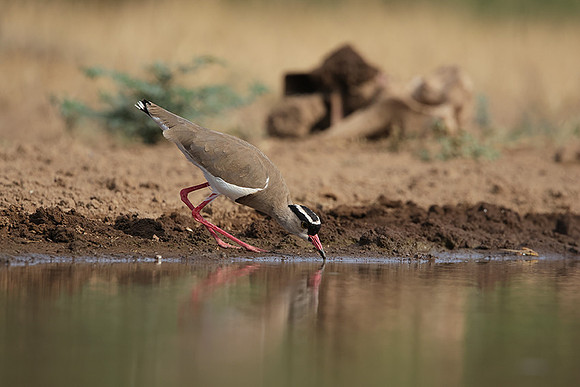 Crowned lapwing - Shompole