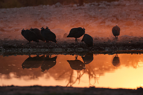 Helmeted guineafowl - Ongava Private Reserve