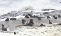 Cape fur seals - Skeleton coast