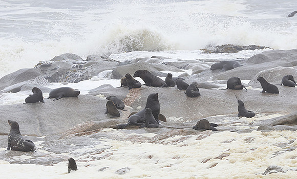 Cape fur seals - Skeleton coast