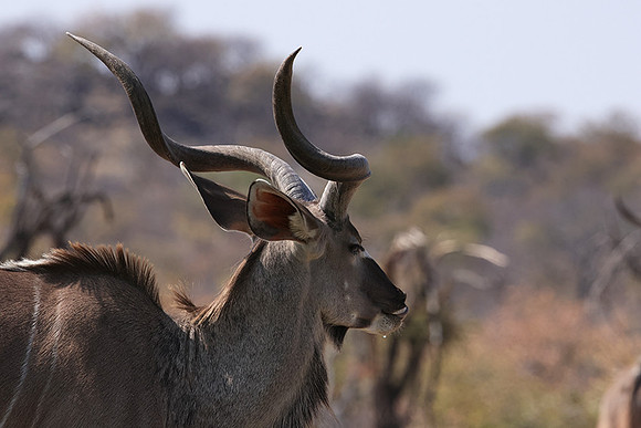 Onguma Private Reserve