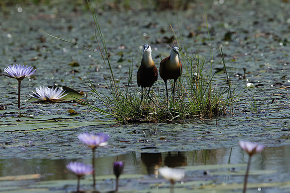 African jacana - Delta Of Okavango