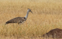 Kori bustard - Shompole