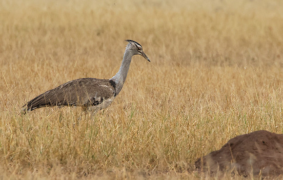 Kori bustard - Shompole