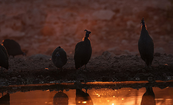Helmeted guineafowl - Ongava Private Reserve
