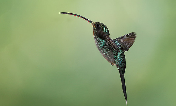 Green hermit