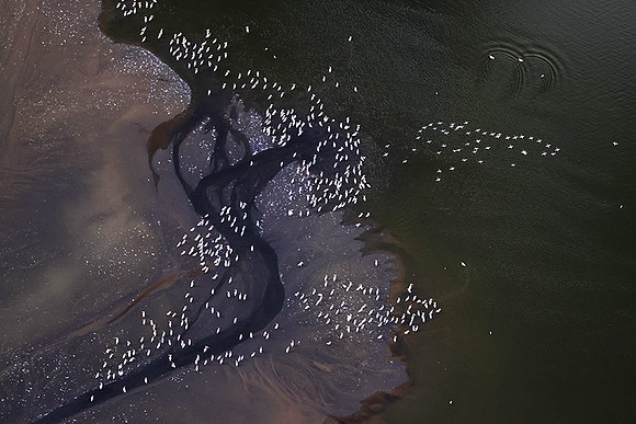 Pelicans from helicopter