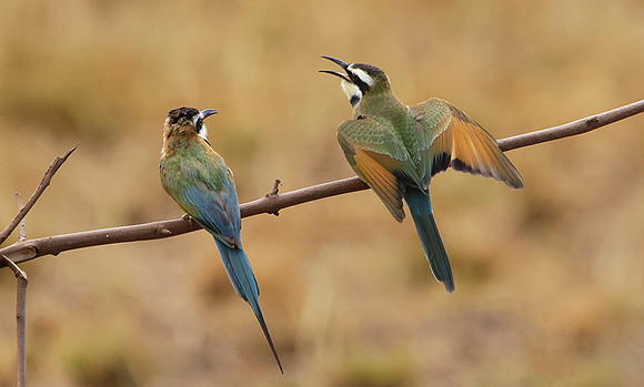 White-throated bee-eater - Shompole